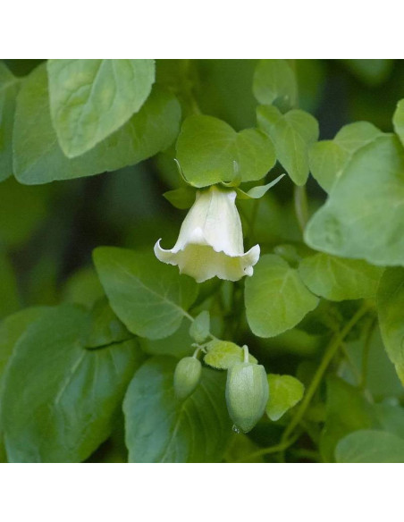Codonopsis pilosula Dzwonkowiec kosmaty