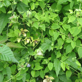 Codonopsis pilosula Dzwonkowiec kosmaty 2