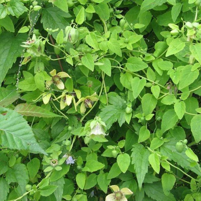 Dzwonkowiec kosmaty Codonopsis pilosula