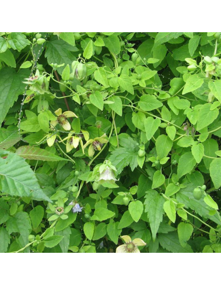 Dzwonkowiec kosmaty Codonopsis pilosula