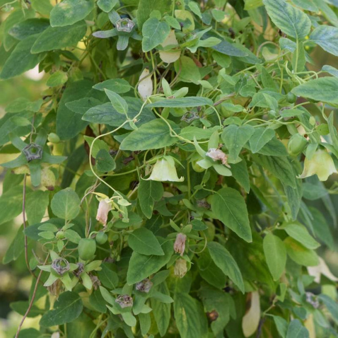 Dzwonkowiec kosmaty Codonopsis pilosula - Szkółka Florela
