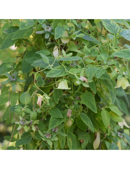 Dzwonkowiec kosmaty Codonopsis pilosula - Szkółka Florela