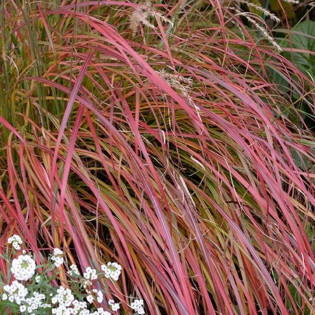 Miskant chiński Little Miss Miscanthus sinensis 2