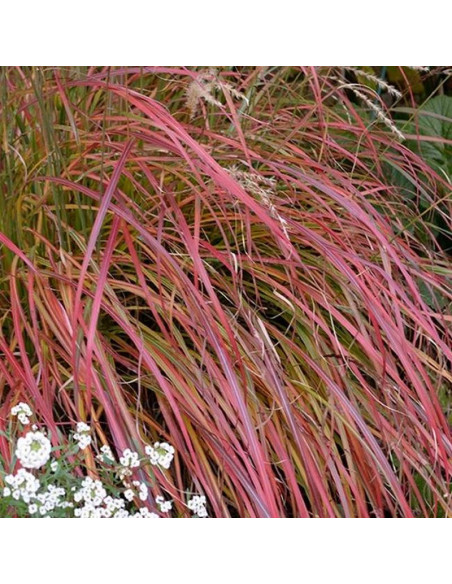 Little Miss Miscanthus sinensis Miskant chiński