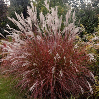 Miskant chiński Little Miss Miscanthus sinensis