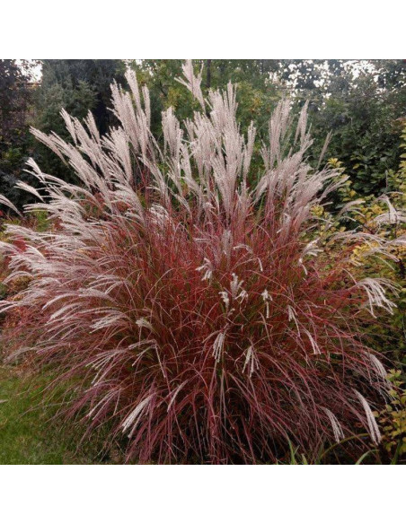 Miskant chiński Little Miss Miscanthus sinensis