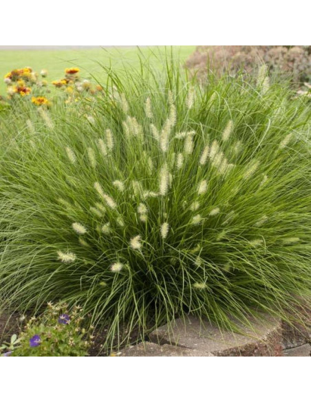 Little Bunny Pennisetum alopecuroides Rozplenica japońska