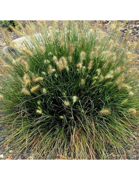 Rozplenica japońska Little Bunny Pennisetum alopecuroides