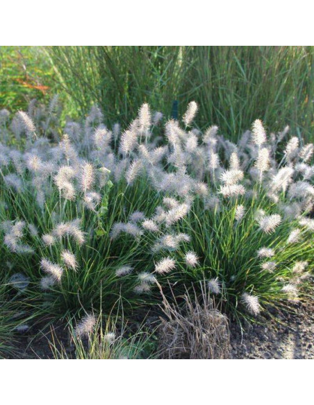 Rozplenica japońska Pennisetum alopecuroides Little Bunny