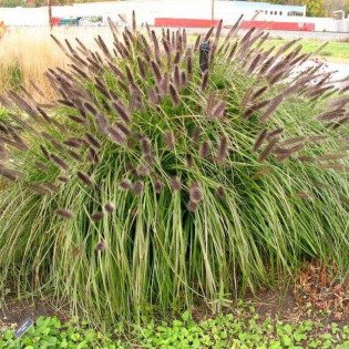 Rozplenica japońska Viridecens Pennisetum alopecuroides - Florela