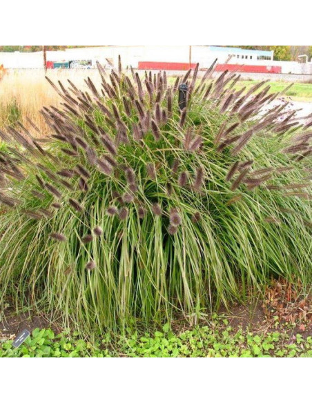 Rozplenica japońska Viridecens Pennisetum alopecuroides - Florela