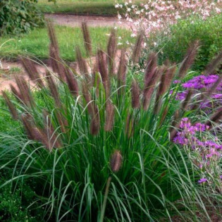 Rozplenica japońska Viridecens Pennisetum alopecuroides - Florela 2