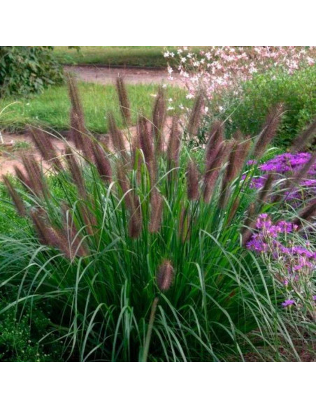 Rozplenica japońska Viridecens Pennisetum alopecuroides