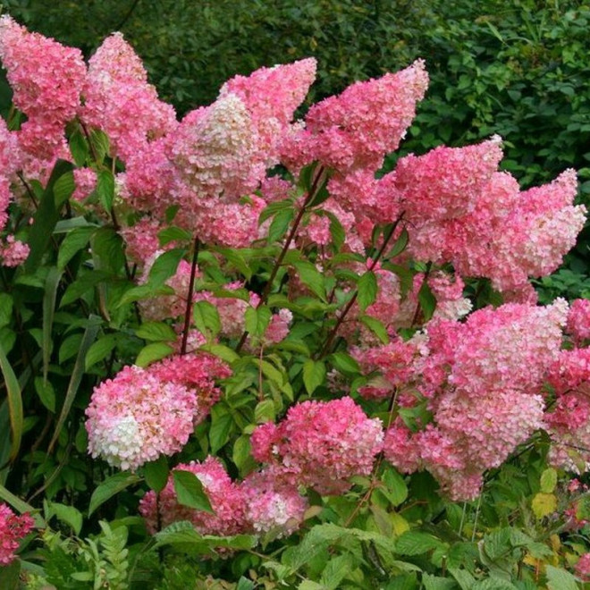 Vanille Fraise Renhy PBR Hortensja bukietowa Hydrangea paniculata