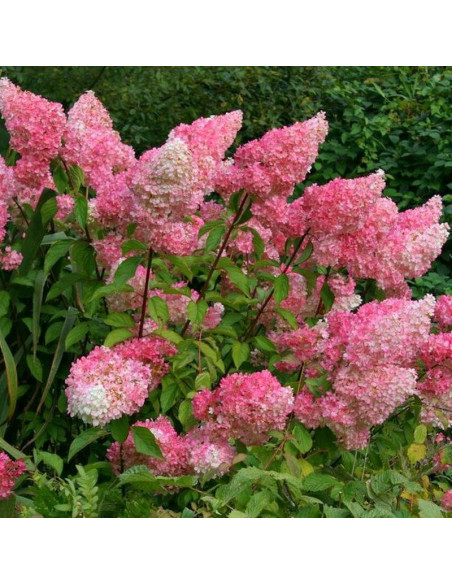 Vanille Fraise Renhy PBR Hortensja bukietowa Hydrangea paniculata