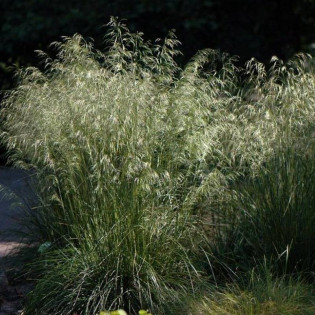 Śmiałek darniowy Deschampsia Caespitosa