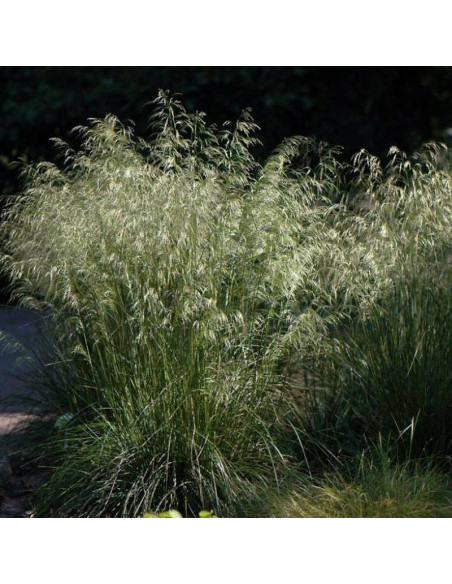 Śmiałek darniowy Deschampsia Caespitosa