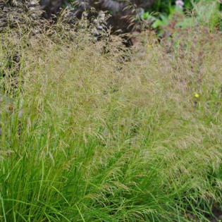 Śmiałek darniowy Deschampsia Caespitosa 2