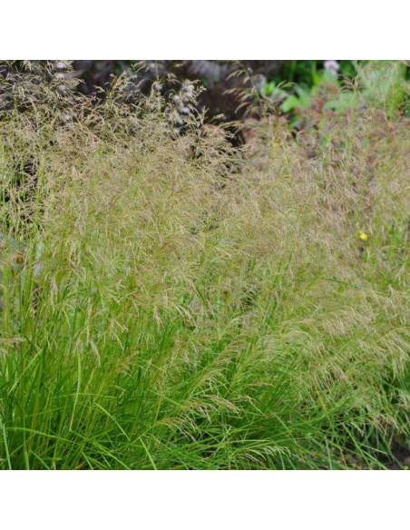 Deschampsia Caespitosa Śmiałek darniowy