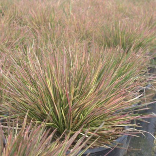 Śmiałek darniowy Northern Lights Deschampsia Caespitosa