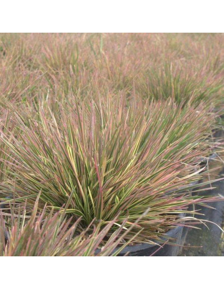 Śmiałek darniowy Northern Lights Deschampsia Caespitosa