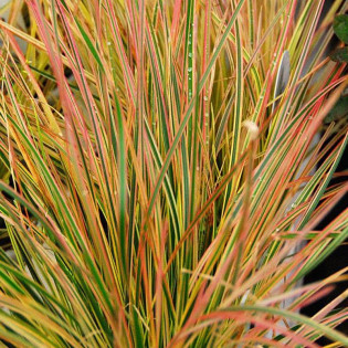 Śmiałek darniowy Northern Lights Deschampsia Caespitosa 2