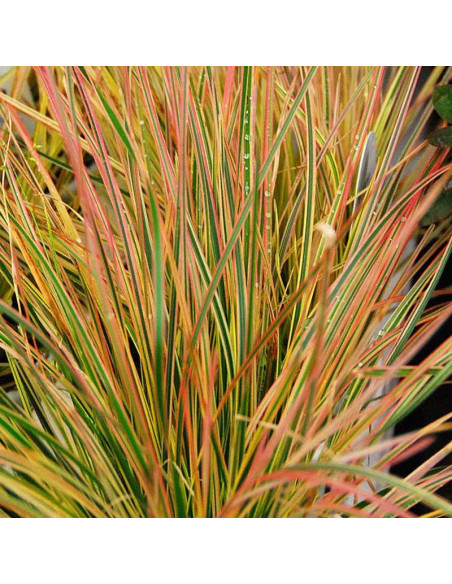 Northern Lights Deschampsia Caespitosa Śmiałek darniowy