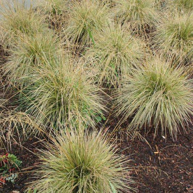 Śmiałek darniowy Northern Lights Deschampsia Caespitosa - Florela