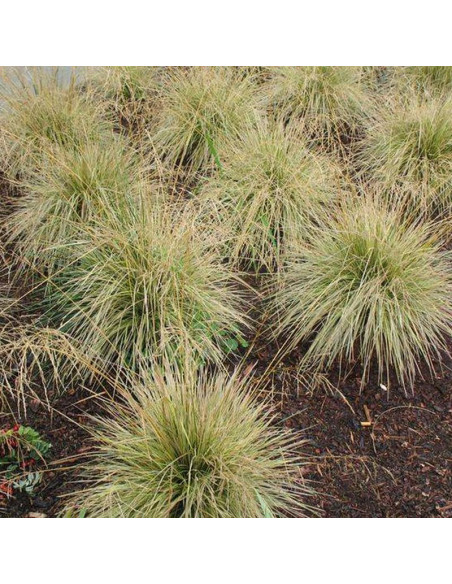 Śmiałek darniowy Northern Lights Deschampsia Caespitosa - Florela