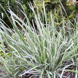 Trzęślica modra Molinia variegata carulea