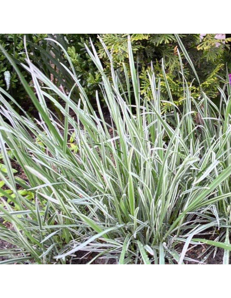 Trzęślica modra Molinia variegata carulea