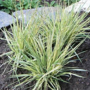 Trzęślica modra Molinia variegata carulea 2