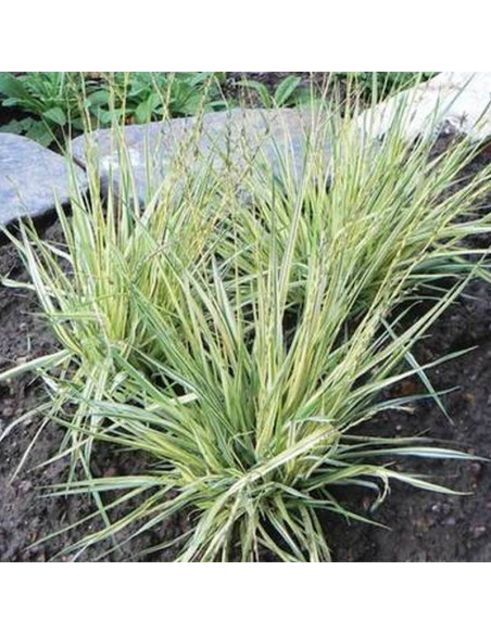 Molinia variegata carulea Trzęślica modra