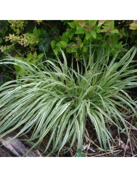 Trzęślica modra Molinia variegata carulea - Szkółka Florela