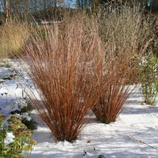 Turzyca Buchanana Carex buchananii