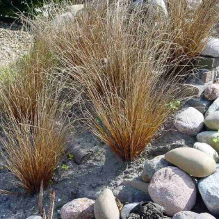 Turzyca Buchanana Carex buchananii 2