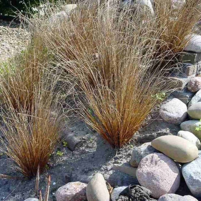 Carex buchananii Turzyca Buchanana