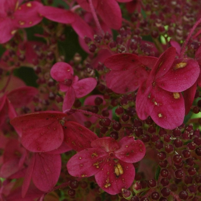 Wim's Red Hortensja bukietowa hydrangea paniculata