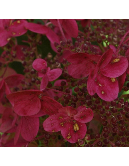 Wim's Red Hortensja bukietowa hydrangea paniculata