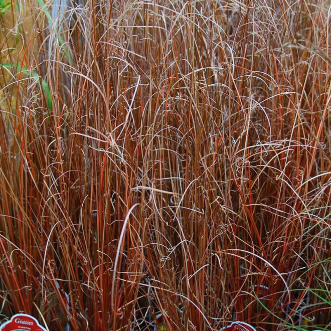 Firefox Carex buchananii Turzyca Buchanana