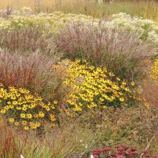Turzyca Buchanana Carex buchananii Firefox
