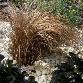 Bronco Carex comans Turzyca włosowa