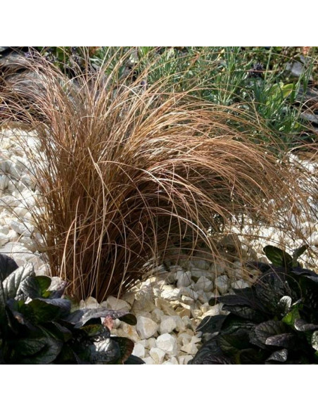 Bronco Carex comans Turzyca włosowa