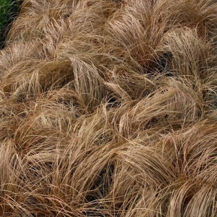 Bronco Carex comans Turzyca włosowa 2