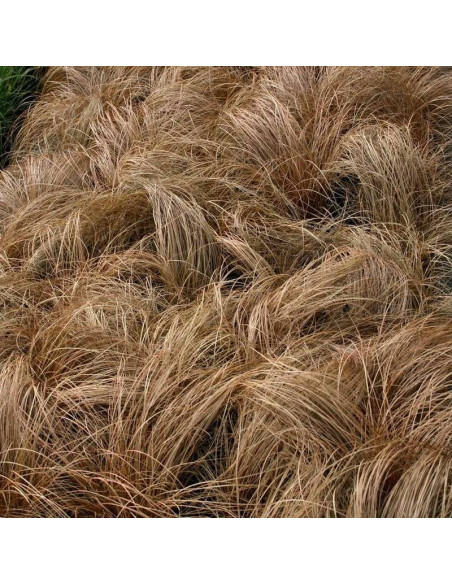 Turzyca włosowa Bronco Carex comans