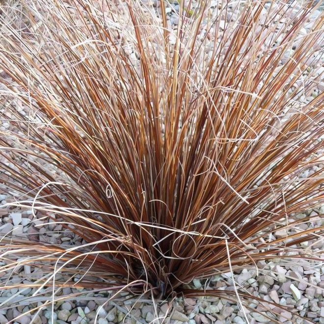 Turzyca włosowa Carex comans Bronco