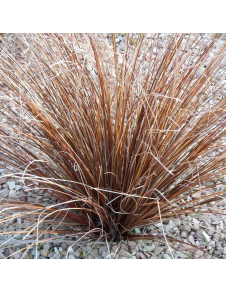 Turzyca włosowa Carex comans Bronco