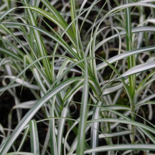 Turzyca palmowa Variegatus Carex muskingumensis