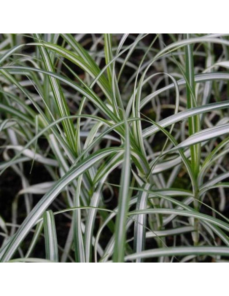 Turzyca palmowa Variegatus Carex muskingumensis