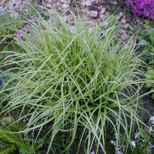 Turzyca palmowa Variegatus Carex muskingumensis 2